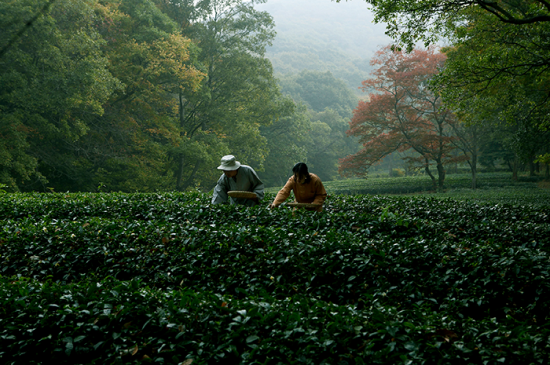 친환경 음식 사진